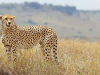 Hluhluwe_Cheetah