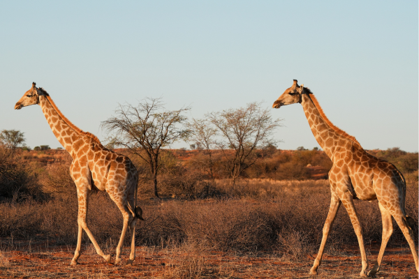 Algemeen_Giraffen in Namibie