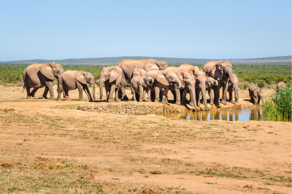 Safari landschap in Zuid-Afrika met olifanten – ideale bestemming het hele jaar door