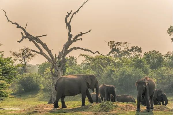 Kudde Aziatische olifanten in Yala National Park, Sri Lanka