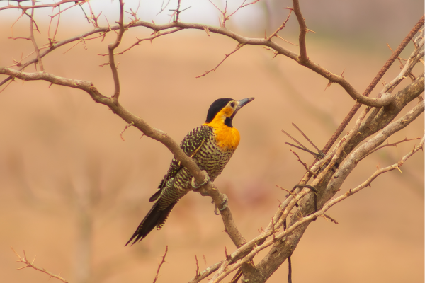 Namibie_Flicker vogel op een tak