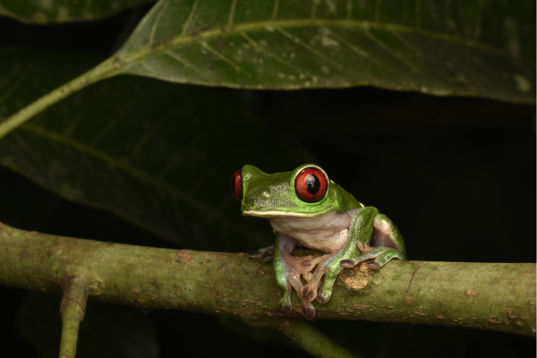 Roodoogboomkikker tijdens een night walk in het regenwoud van Costa Rica.