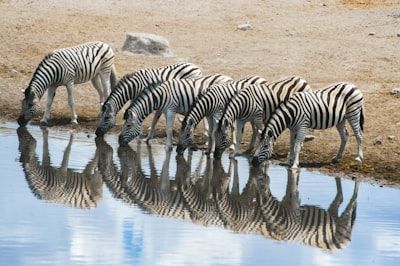 Etosha “Zebra’s grazend op kalkvlakte in West-Etosha – wildlife hoogtepunt Namibië.”