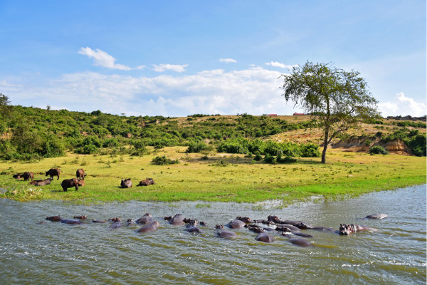 Nijlpaarden rustend langs de oevers van Queen Elizabeth National Park, omringd door uitgestrekte savannes en weelderige natuur.