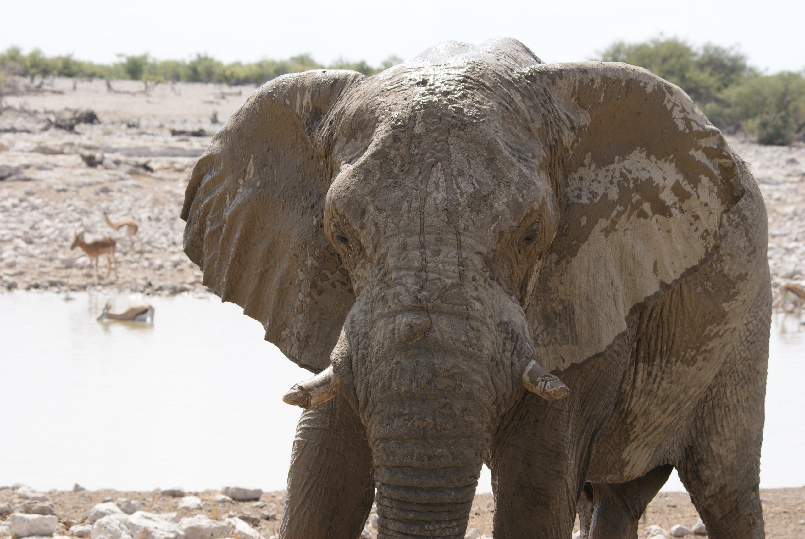 “Olifant bij de waterhole van Okaukuejo in Etosha National Park, Namibië, een iconisch safari-moment overdag.”