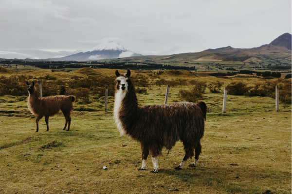 Ecuador - Llamas grazing in the andes