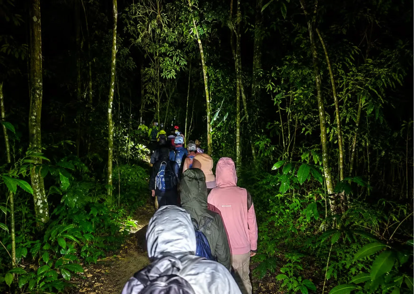 Reizigers met zaklampen tijdens een nachtwandeling door het regenwoud van Taman Negara