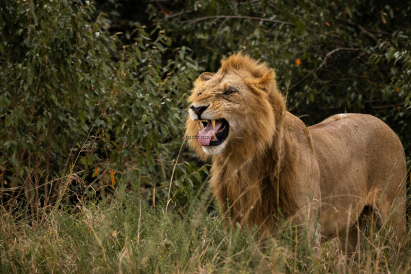 Leeuw verscholen tussen het gras in Lake Nakuru National Park