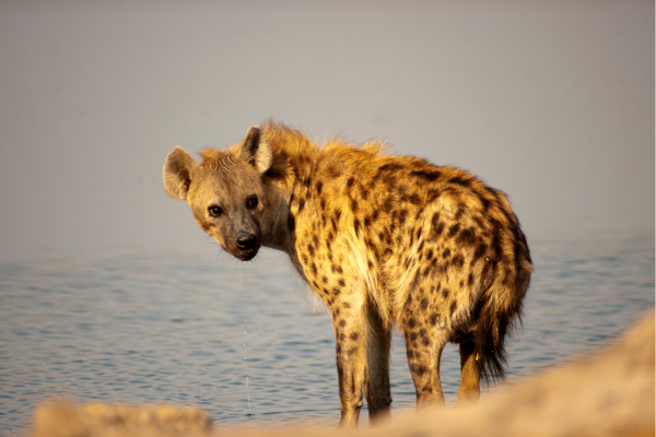 “Hyena in Etosha National Park in Namibië, een intrigerend roofdier gespot tijdens safari in zijn natuurlijke leefomgeving.”