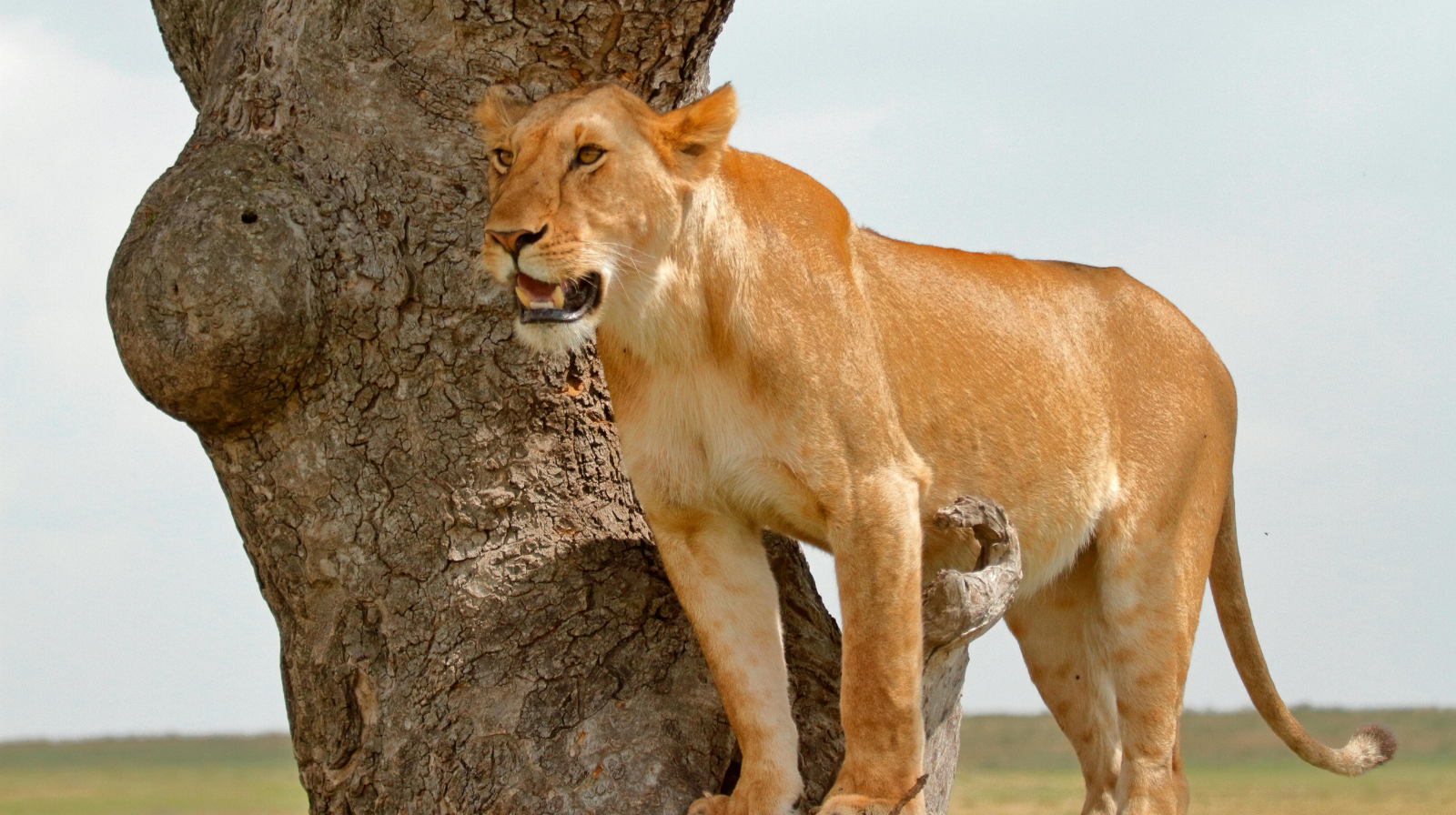 Leeuw in de Masai Mara met intense blik en natuurlijke omgeving