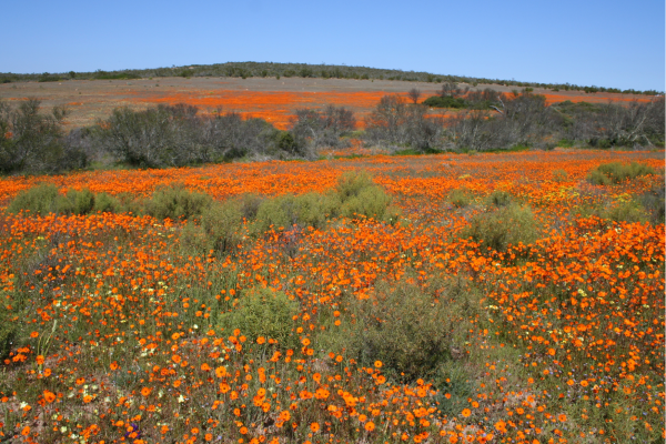Kleurrijke wilde bloemen in Namaqualand tijdens het bloemenseizoen in Zuid-Afrika, een uniek natuurfenomeen in juli en augustus.