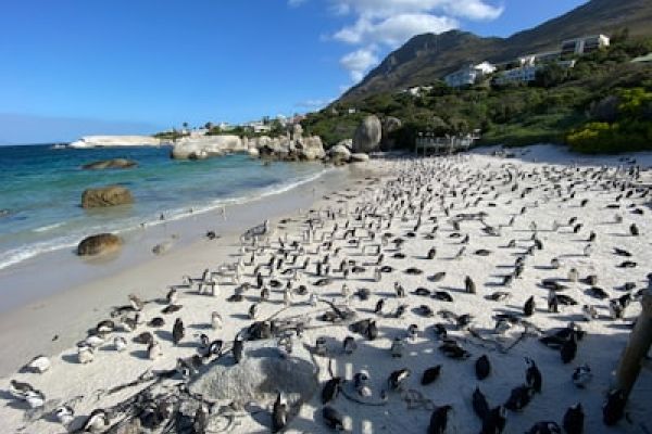 Kaapstad_Boulders beach_Pinguinkolonie_Kaapstad