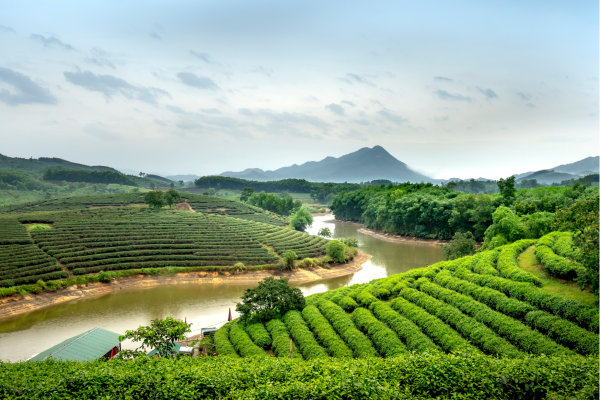 Onderweg rijd je door een landschap van glooiende heuvels, felgroene theeplantages en dorpjes waar kinderen langs de weg zwaaien.