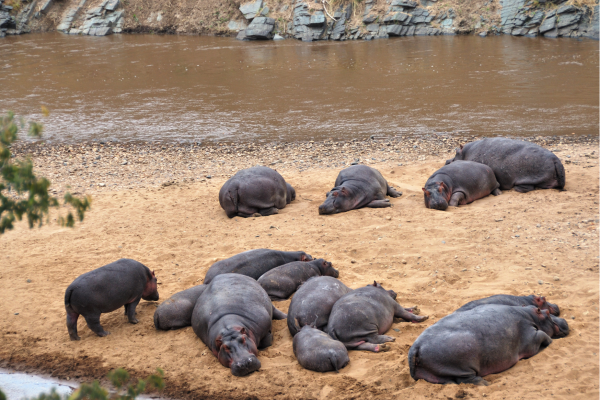 Serengeti_Hippo's liggen te zonnen rivierbedding in Tanzania