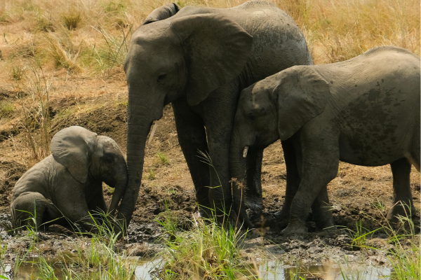 Tanzania_Kudde Olifanten