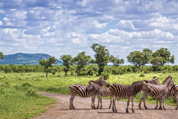 Zebra's op zandweg Zuid-Afrika met berg op achtergond