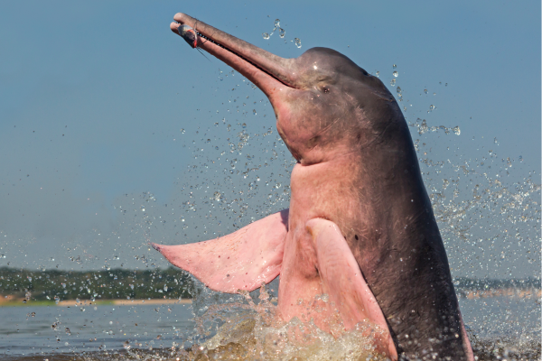 Roze rivierdolfijn zwemmend in de Amazone van Ecuador, een zeldzame diersoort die leeft in de rivieren van het tropisch regenwoud.