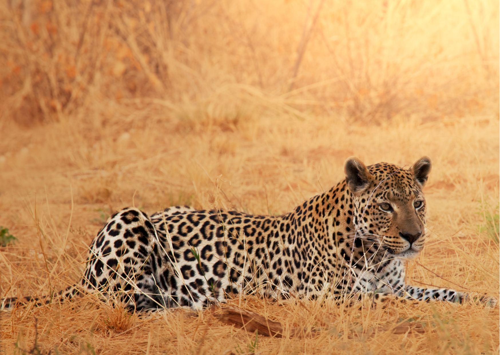 Camouflerend luipaard in de Masai Mara tussen het hoge savannegras