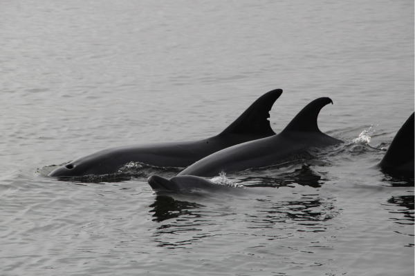 Walvis Bay_Namibie_Dolfijnen uit het water