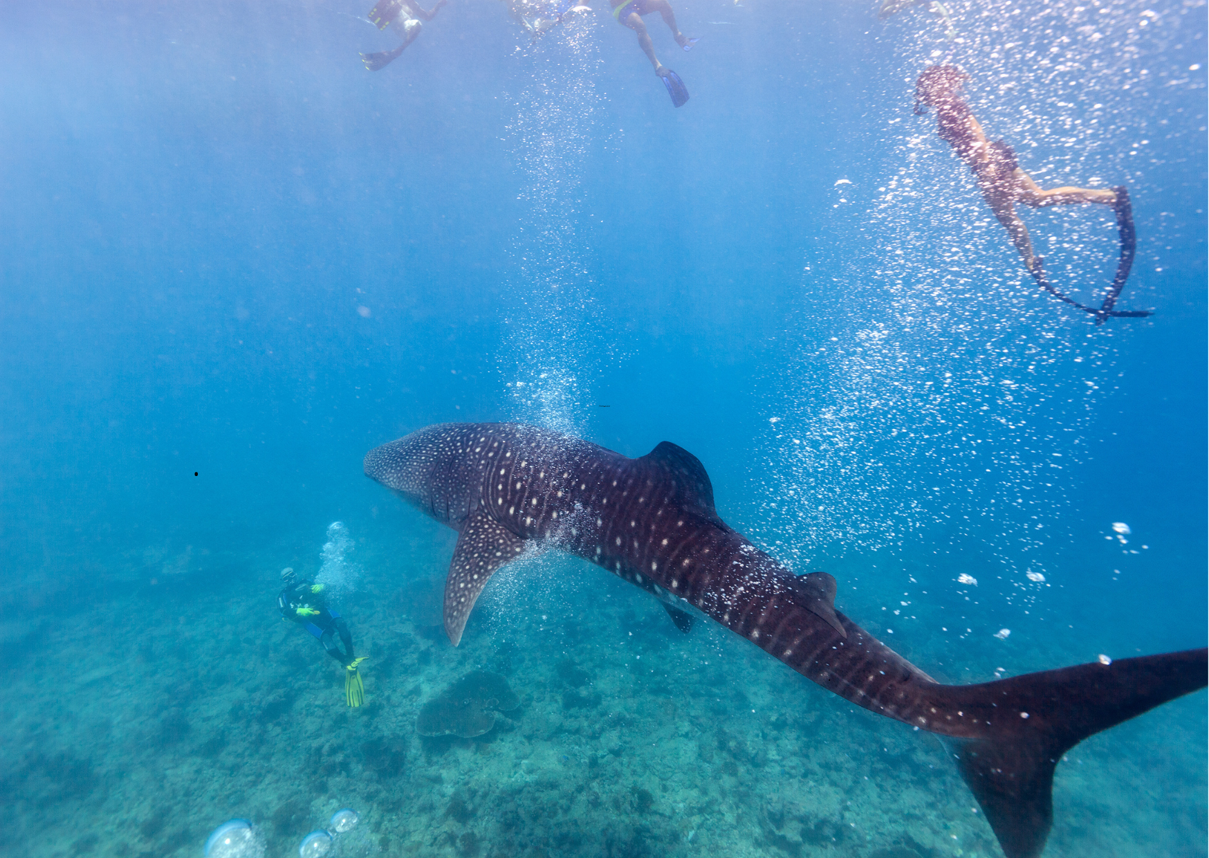 Isla Holbox - “Snorkelaar naast walvishaai in helderblauw water bij Holbox.”