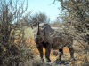 Namibie_Zwarte Neushoorn_Waterbergplateau