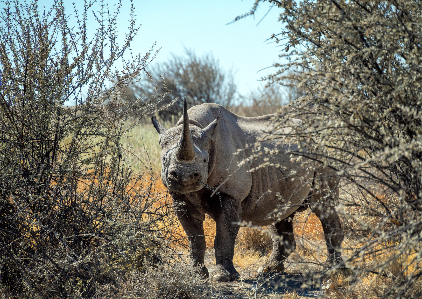 Namibie_Zwarte Neushoorn_Waterbergplateau