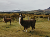 Ecuador - Llamas grazing in the andes