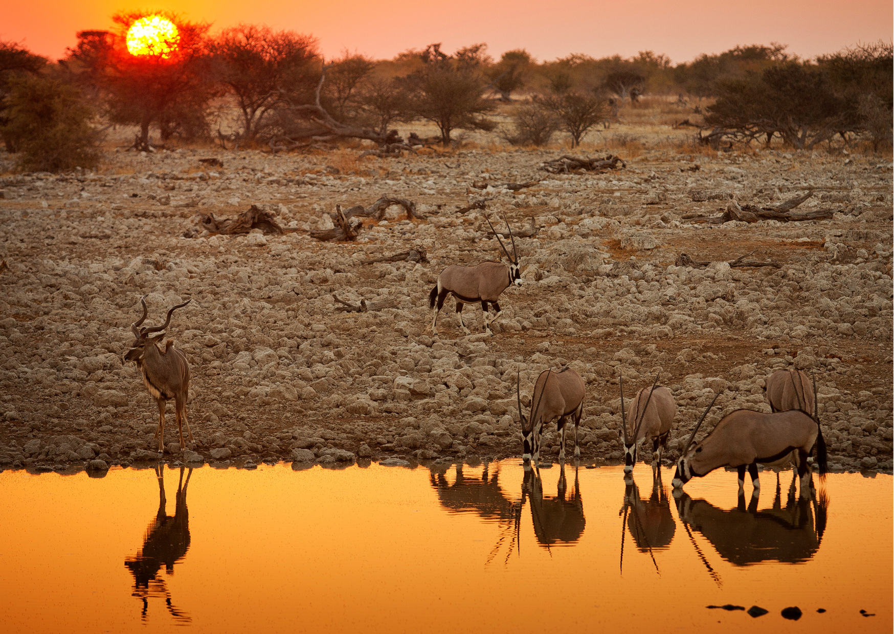 Etosha_National Park_Namibie