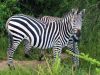 Zebra in Selous NP