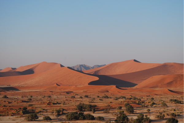 Algemeen_Namibie_Springbokken drinken bij plas met zonsopgang sunset