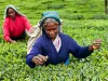 16-daagse rondreis Sri Lanka Theeplukkers aan het werk tussen de theevelden in de hooglanden van Sri Lanka