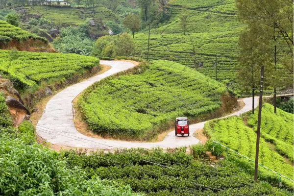 Slingerweg met tuktuk tussen groene theeplantages bij Nuwara Eliya in Sri Lanka