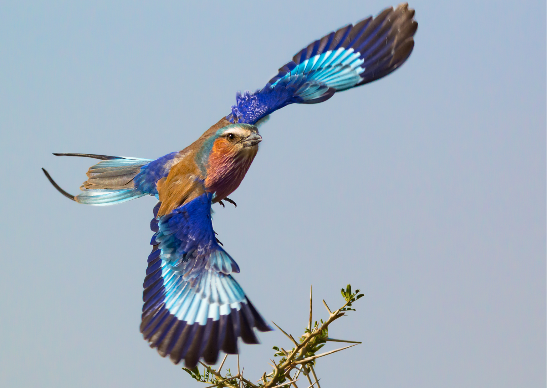 Addo_Gekleurde vogel