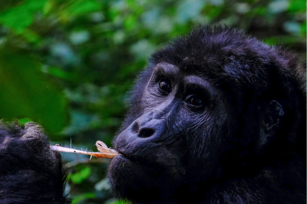 Wilde chimpansee in Kibale National Park, bekend als de beste plek in Oeganda om deze intelligente primaten te zien in hun natuurlijke habitat.