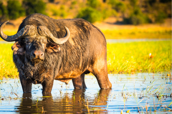 Chobe_Buffelo_Namibie