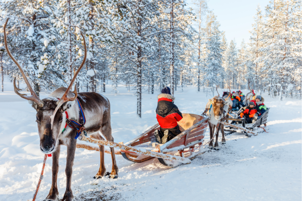 Rendiersledetocht in Lapland tijdens rondreis 5 dagen in Rovaniemi door besneeuwd landschap