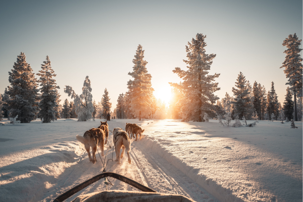 Huskysafari in Lapland tijdens rondreis 5 dagen in Rovaniemi met hondenslee in sneeuw