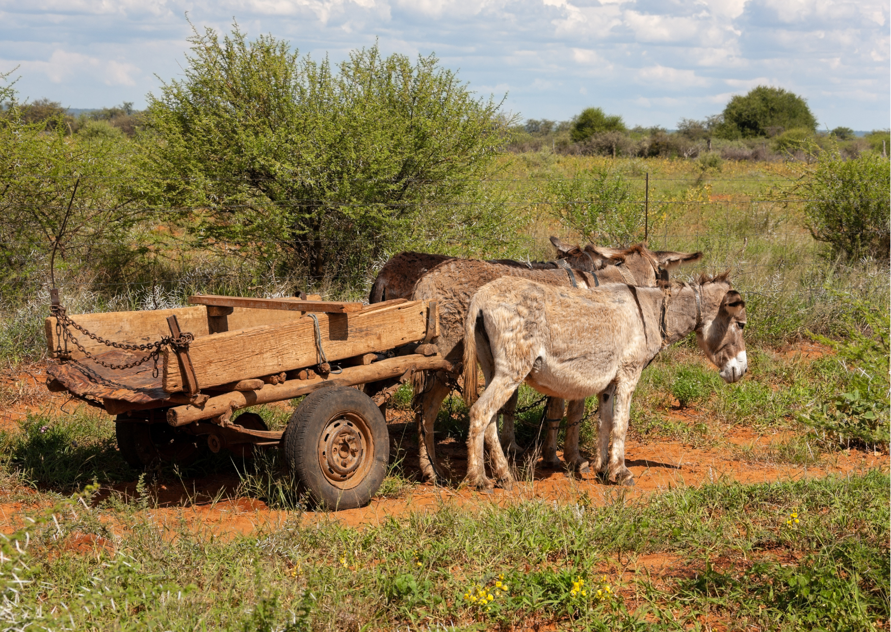 “Ezelkar langs de weg in Botswana, een alledaags vervoermiddel dat je regelmatig ziet in landelijke gebieden.”