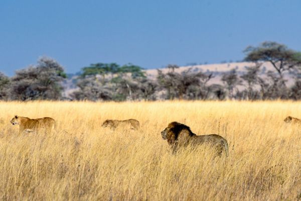 Dinokeng Game Reserve