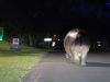 Hippo in straat St. Lucia