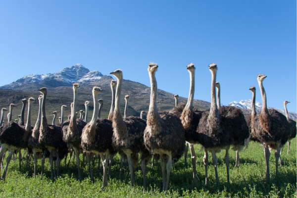 Oudtshoorn_Struisvogels op een rij met natuur op achtergrond