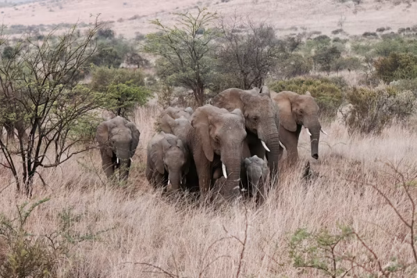 Etosha Oost - “Olifantenfamilie in Oost-Etosha – indrukwekkende ontmoeting tijdens rondreis Namibië.” 