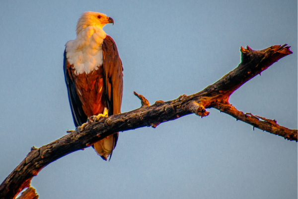 Chobe National Park_Havik op boomstam