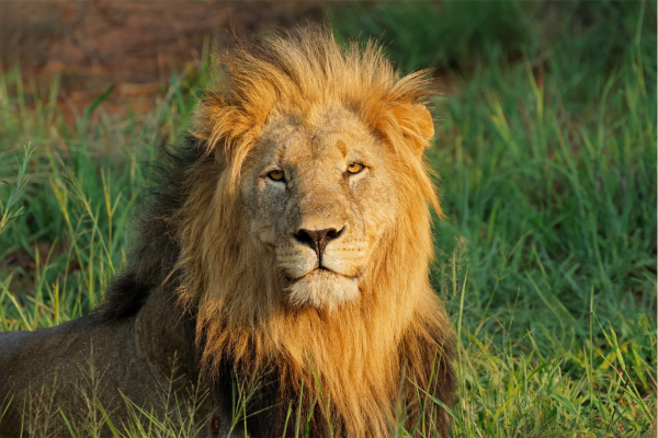 Madikwe_Leeuw in graag in Zuid-Afrika genieten van de zon