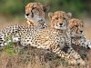 Phinda_Cheetahs in Phinda Private Game Reserve
