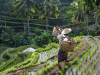 Rijstvelden en dorpjes langs de route van Sanur naar Padang Bai