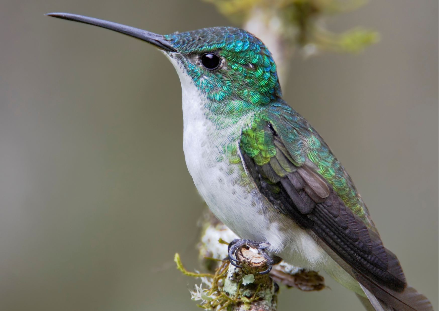 Kolibries en tropische vogels in de bloemrijke tuin van het Alambi Reserve in het nevelwoud van Ecuador.