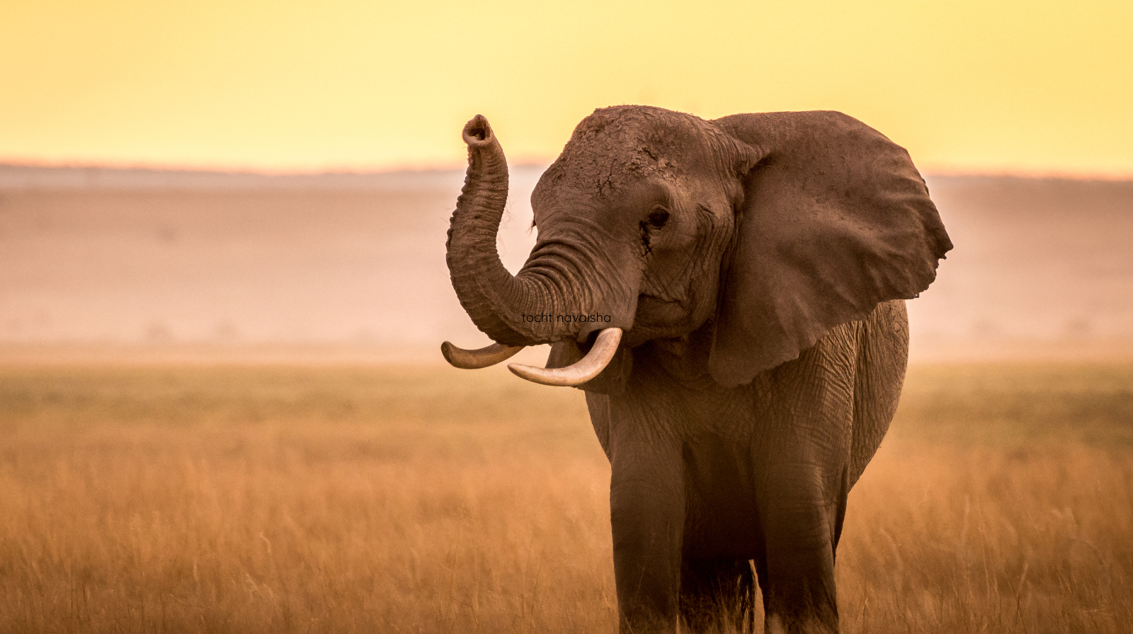 Wilde olifant in Amboseli tussen het stof en het gouden savannegras