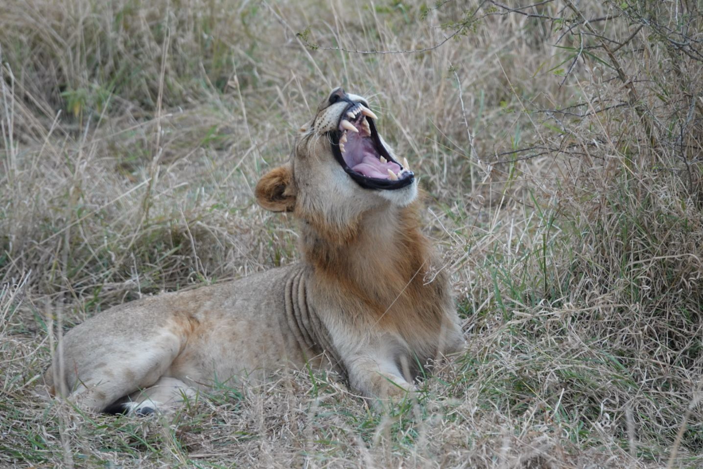 Leeuw Zuid Afrika Safari