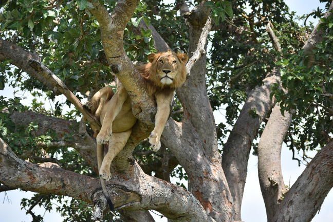 Boomklimmende leeuw in Ishasha-sector van Queen Elizabeth National Park tijdens ochtend game drive.